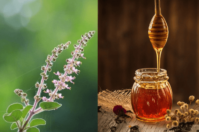 तुलसी और शहद के फायदे (Benefits of basil and honey in hindi)