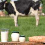 गाय के दूध के फायदे और नुकसान