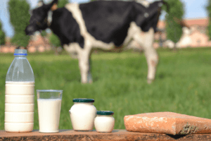 गाय के दूध के फायदे और नुकसान – Benefits Cow’s milk