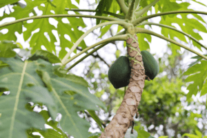 पपीता के पत्ते के जूस के फायदे और नुकसान – Papaya Leaf Juice