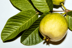 अमरूद के पत्ते के फायदे और नुकसान – Guava leaves