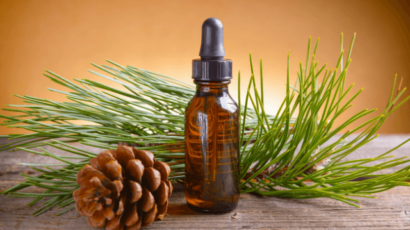 चीड़ के तेल के फायदे और नुकसान – Pine oil Benefits