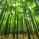 बांस के फायदे और नुकसान - Bamboo