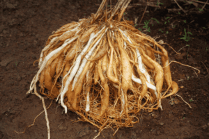 शतावरी के फायदे और नुकसान – Asparagus (Shatavari)