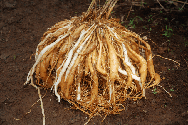 शतावरी के फायदे और नुकसान – Asparagus