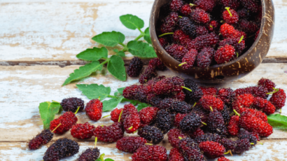 शहतूत के फायदे और नुकसान – Mulberry Benefits