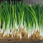 हरे प्याज के फायदे और नुकसान - Spring Onion