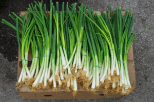 हरे प्याज के फायदे और नुकसान – Green Onions