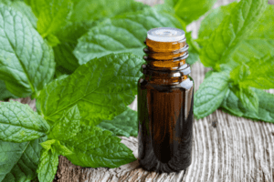 पुदीना के तेल के फायदे और नुकसान – Peppermint Oil