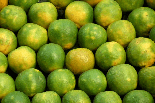 मौसंबी के फायदे और नुकसान - Mosambi (Sweet lemon) - Fayde or Nuksan