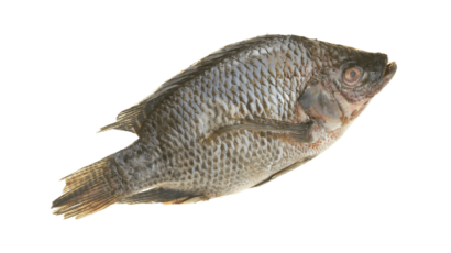 तिलापिया मछली के फायदे और नुकसान – Tilapia Fish