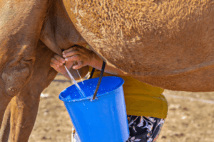 ऊंटनी के दूध के फायदे और नुकसान – Camel Milk