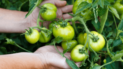 हरे टमाटर खाने के फायदे – Green Tomato
