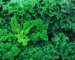 केल (काले) के फायदे और नुकसान – Leaf Cabbage (Kale)