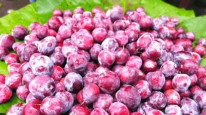 फालसा फल के फायदे और नुकसान – Falsa Fruit