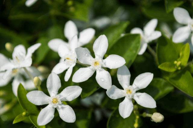 चमेली के पत्ते के फायदे - Benefits of Jasmine Leaves - Fayde or Nuksan