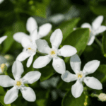 चमेली के पत्ते के फायदे - Benefits of Jasmine Leaves