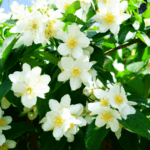 चमेली के फूल के फायदे - Benefits of Jasmine Flower